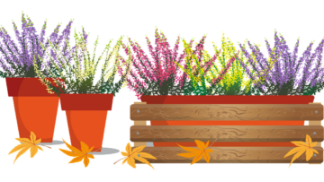 Jesienne dekoracje – okoliczne kwiaciarnie w Gnieźnie.