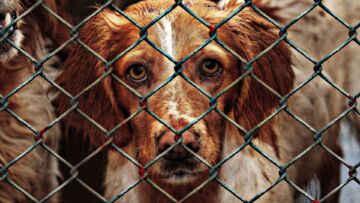 Sprawdź jakie zwierzaki czekają na adopcję w Gnieźnie cz.1