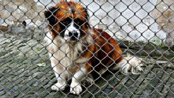 Sprawdź jakie zwierzaki czekają na adopcję w Gnieźnie cz.2
